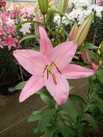 [5374 Justina VZ No01.JPG]